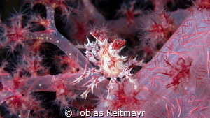 Soft Coral Crab, nightdive at Shinkoku Maru, Chuuk by Tobias Reitmayr 
